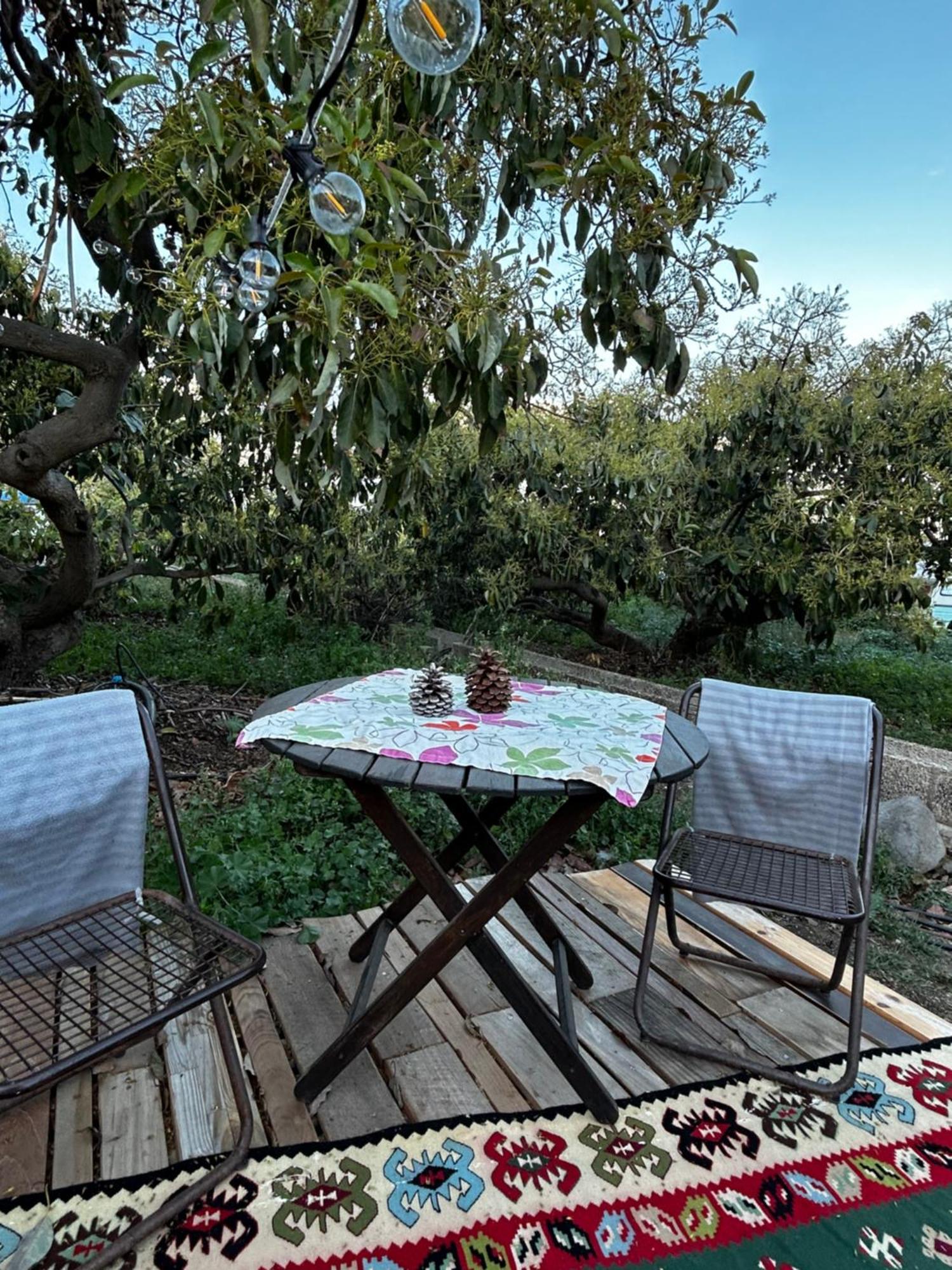 Yurt In Avocado Garden Hotel Guimar Ngoại thất bức ảnh